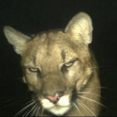 whaIecrypto
